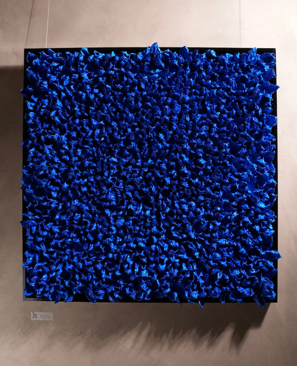 Blue Blossom